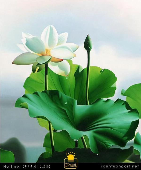 Tranh Sơn Dầu Hoa Sen Trắng 