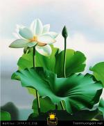 Tranh Sơn Dầu Hoa Sen Trắng